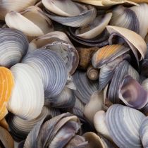 Artikel Deko Muscheln Einzigartiger Hingucker in Bad und Wohnzimmer 300g