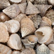 Artikel Deko Muscheln Einzigartiger Hingucker in Bad und Wohnzimmer 300g