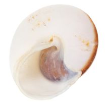 Artikel Deko Muscheln Einzigartiger Hingucker in Bad und Wohnzimmer 300g