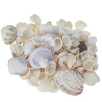 Artikel Muschel Deko Mini Herzmuscheln Schneckenhäuser 1–3cm 340g