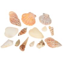 Artikel Muschel Deko Seeschnecke Meerschnecke Natur 350g × 3St