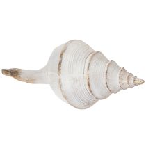 Artikel Dekorative Muschelform für stilvolle maritime Dekoration 44cm