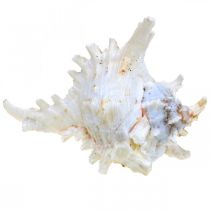 Artikel Muschel Chicoreus ramosus 16cm 3 St