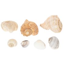 Artikel Schnecken und Muscheln Maritime Deko Akzente zur einzigartigen Raumverschönerung 500g