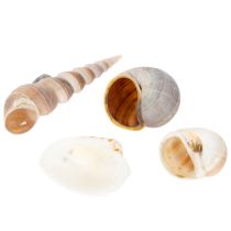 Artikel Muscheln und Schnecken Natürliche maritime Dekorationsartikel für eine stilvolle Raumgestaltung 500g