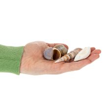 Artikel Muscheln und Schnecken Natürliche maritime Dekorationsartikel für eine stilvolle Raumgestaltung 500g