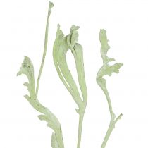 Artikel Natraj Mix Apfelgrün, weißgewaschen 10 St