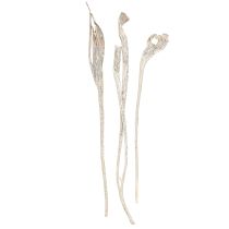 Artikel Natraj Geweihholz Mix Weiß gewaschen 10 St