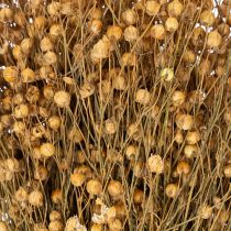 Artikel Natürlicher Flachs getrocknet Gräser für Trockenfloristik Linum Natur 60cm 180g