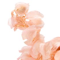 Artikel Nicandra Trockenblume zaubert eine romantische Atmosphäre für jeden Wohnbereich 75cm