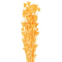 Artikel Nigella Trockenblumen Arrangement zur langfristigen Nutzung Eleganter Hingucker 70cm 50g