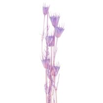 Artikel Trockenblumen Nigella Strauß Dekorative Nutzung im Wohnzimmer einzigartiges Ambiente schaffen 70cm 50g