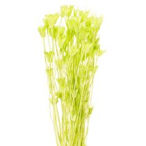 Artikel Trockenblumen Nigella bezaubernd natürliche Raumdekoration für zu Hause 70cm 50g