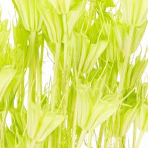 Artikel Trockenblumen Nigella bezaubernd natürliche Raumdekoration für zu Hause 70cm 50g