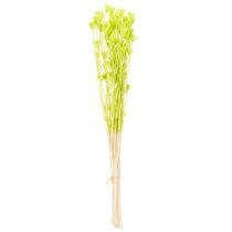 Artikel Trockenblumen Nigella bezaubernd natürliche Raumdekoration für zu Hause 70cm 50g