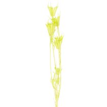 Artikel Trockenblumen Nigella bezaubernd natürliche Raumdekoration für zu Hause 70cm 50g