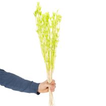 Artikel Trockenblumen Nigella bezaubernd natürliche Raumdekoration für zu Hause 70cm 50g