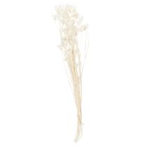 Artikel Trockenblumen Nigella Bund Edle Naturdeko für exklusive Einrichtung 70cm 50g