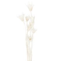 Artikel Trockenblumen Nigella Bund Edle Naturdeko für exklusive Einrichtung 70cm 50g