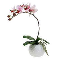 Orchidee Rosa im Keramiktopf 31cm