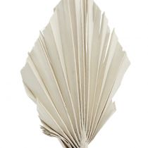Artikel Palmspear Mini Weiß gewaschen 100 St