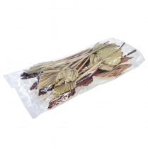 Artikel Palmspear mini sortiert Marocco 30 St