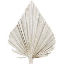 Palmspear weißgewaschen 10cm - 15cm L33cm 65St