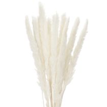 Artikel Pampasgras Trockenblumen gebleicht 70cm 15St