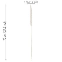 Artikel Pampasgras Trockenblumen gebleicht 70cm 15St