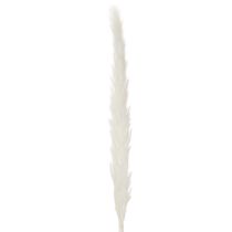 Artikel Pampasgras Trockenblumen gebleicht 70cm 15St