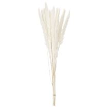 Artikel Pampasgras Trockenblumen gebleicht 70cm 15St
