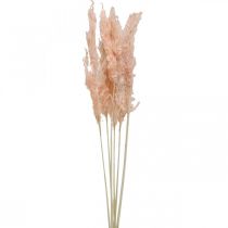 Floristik24 Getrocknetes Pampasgras Rosa Trockenblumen Naturdeko 65-75cm 6St