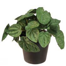 Artikel Peperomia Green Twist - Robuste, dekorative Zimmerpflanze im Topf 20cm