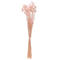 Artikel Phalaris Rosa Glanzgras getrocknet Trockendeko 65cm 60g