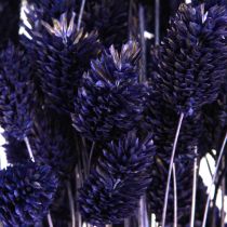 Artikel Phalaris Violett Getrocknetes Deko Gras 50-55cm 100g