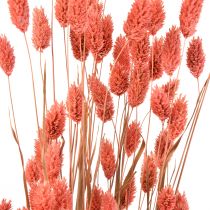 Phalaris Pink Glanzgras getrocknet Trockendeko 70cm 75g