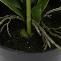 Artikel Kunstpflanze Orchidee täuschend echt für Büro und Wohnzimmer Dekoration 62cm