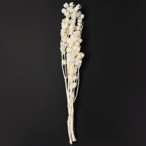 Artikel Physalis getrocknet Gebleichte Lampionblume Deko Nicandra 75-80cm 100g