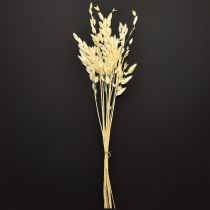 Artikel Plattährengras Chasmantium Champagner 70cm 10 St