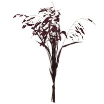Artikel Plattährengras Trockengras Chasmantium Lila 70cm 10 St