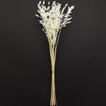 Artikel Plattährengras Trockengras Chasmantium Weiß 70cm 10 St
