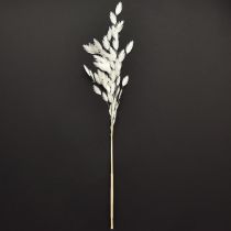 Artikel Plattährengras Trockengras Chasmantium Weiß 70cm 10 St