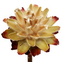 Worauf Sie zuhause vor dem Kauf von Protea kaufen achten sollten