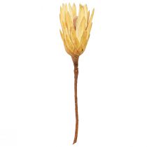 Artikel Proteen getrocknet Repens Creme 1.Wahl 10-12cm 25 St