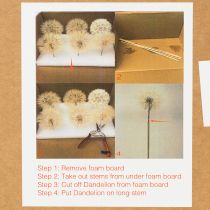 Artikel Pusteblume Deko Trockenblume stabilisiert und gefärbt Filigran langlebig 12cm 4St