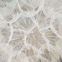 Artikel Deko-Pusteblume in Weiß – Filigrane Trockenblumen für stilvolle Arrangements Ø11cm 6 St