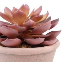 Artikel Sukkulente im Topf Echeveria künstlich Rot Vintage Ø15cm H16cm