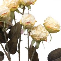 Künstliche Rosen verwelkt Drylook 9 Blüten Creme L69cm