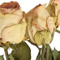 Deko-Rosen, Trockenblume, Getrocknete Rosen, Valentinstag, Trauerfloristik, rustikale Rosen Gelb-Rosa L48cm 5St
