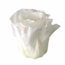 Artikel Konservierte Rosen Medium Ø4-4,5cm Weiß 8 St